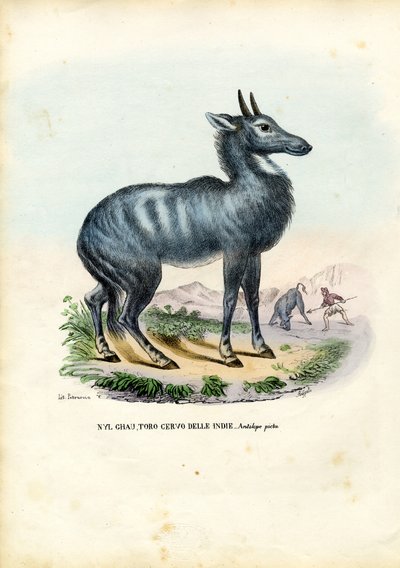 Nilgai by Raimundo Petraroja